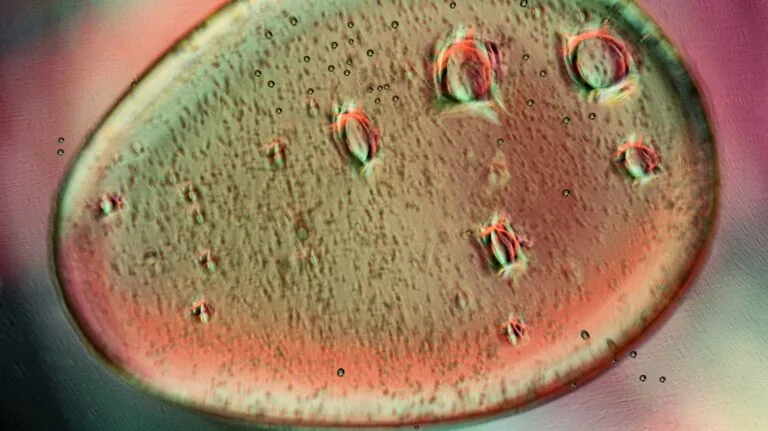 Investigación sobre la calidad de los óvulos durante el envejecimiento reproductivo y las proteínas que intervienen en la separación de cromosomas